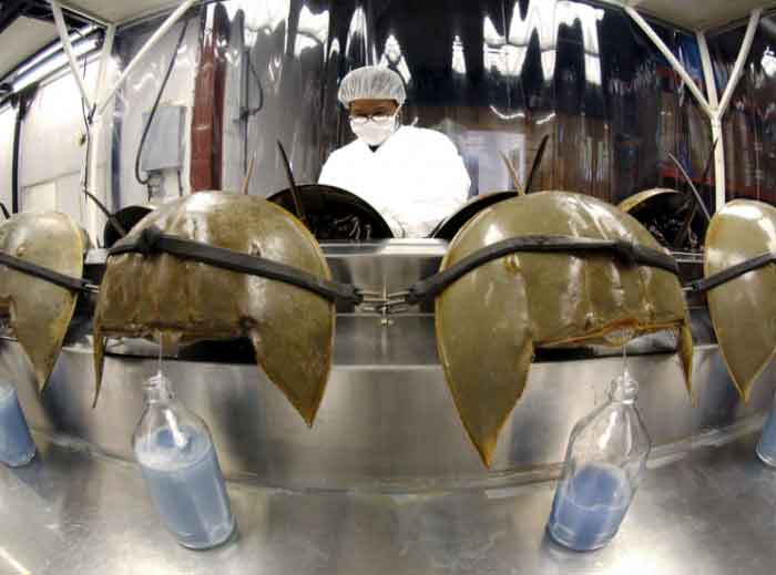 Horseshoe crabs may be pushed to the brink of extinction because of the value of their blood to the pharmaceutical industry