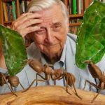 Naturalist Dehua Wilson The Story of the Ant Society 1