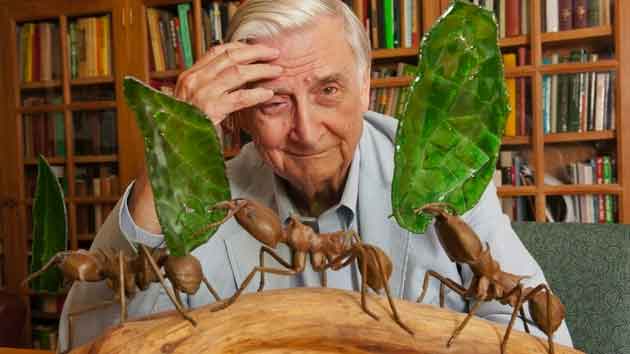 Naturalist Dehua Wilson The Story of the Ant Society 1