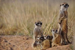 Research Testosterone driven aggression may be a key part of cooperative evolution in meerkat populations