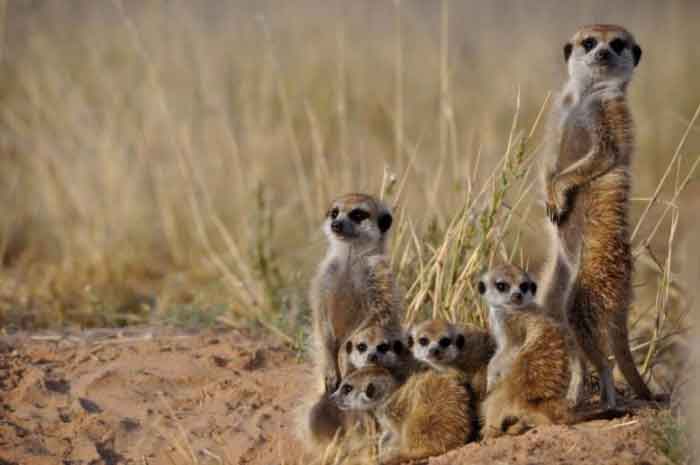 Research Testosterone driven aggression may be a key part of cooperative evolution in meerkat populations